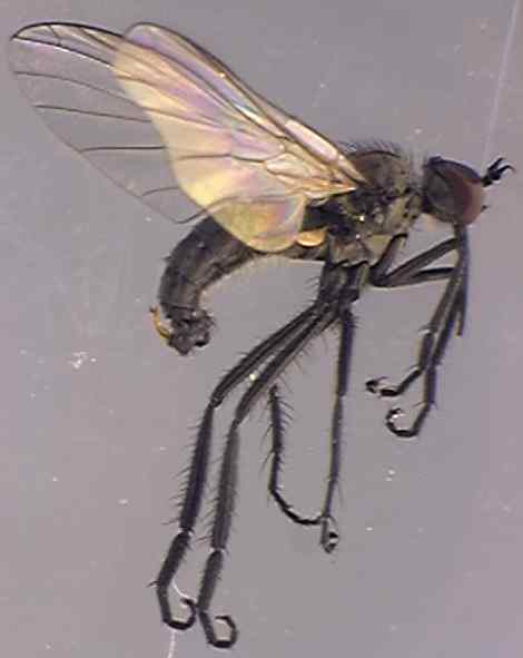 Empis nigripes